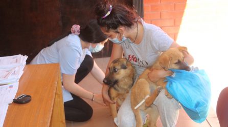 Municipio de Llay Llay realizó gratuitamente más de 1.120 esterilizaciones de mascotas