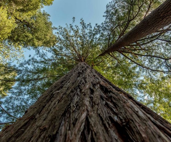 Es el país con el árbol más alto de Sudamérica: dónde está y cuánto mide
